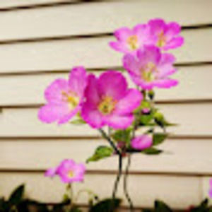 Meet your Posher, Leslie